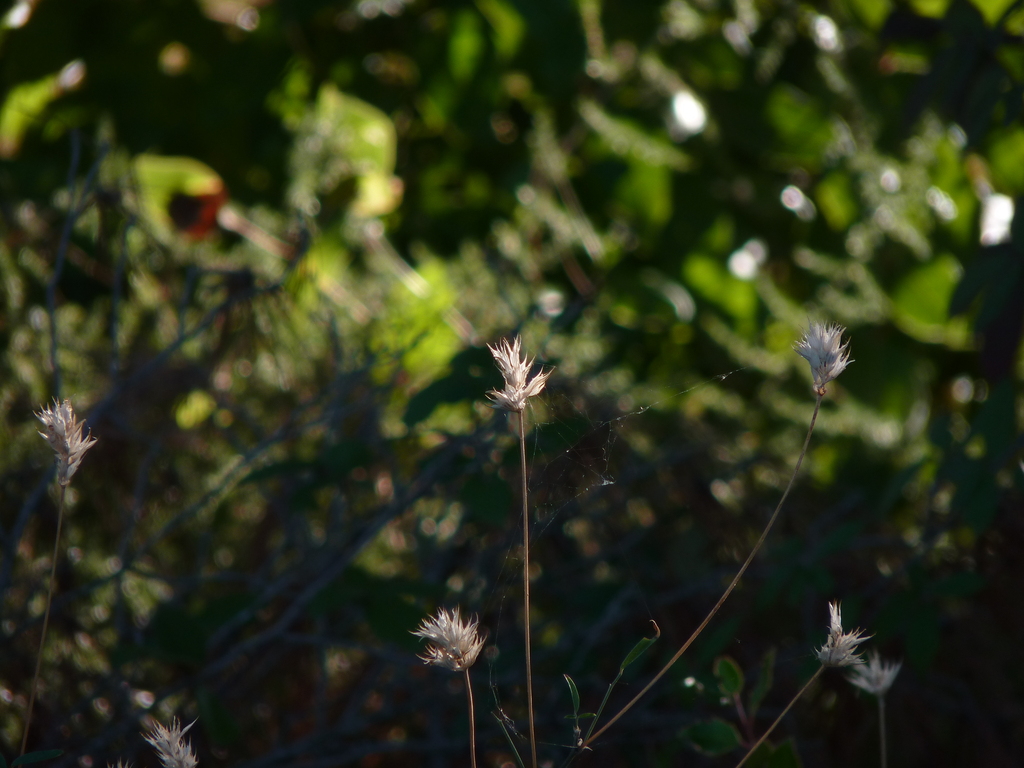 No s'ha trobat l'arxiu
